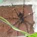 Todd Frey - Facebook
