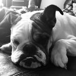 Todd Funk - @penelope_the_beautiful - Instagram