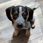 Todd Gallagher-Reid - @toddwith2dads - Instagram