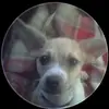 Todd Garrison - @dirtventure0 - TikTok