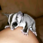 Todd - @toddthesugarglider - Instagram