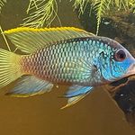 Todd Goodrich - @retiredfishdude - Instagram