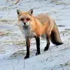 toddgraybill608 - @toddgraybill608 - TikTok