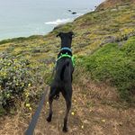 Laura Todd Hare - @zigzig2015 - Instagram