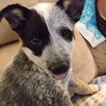 Todd Hart - @irocntodd - Instagram