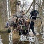 Todd Hatfield - @raginriverretrievers - Instagram