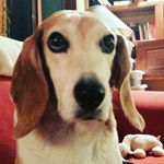 Todd Helwig - @helwig441 - Instagram