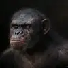 ice - @icetodd_ - TikTok