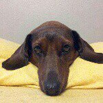 Jobin Todd - @jobin.the.dachshund - Instagram