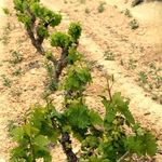 Todd Kauffman - @tkwinepro - Instagram