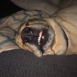 Todd - @toddsvarczkopf - Instagram
