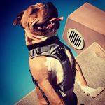 Todd Kruse - @ryder_bully_ - Instagram
