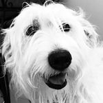 Todd Leger - @legerhome - Instagram
