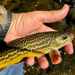 Todd Leiser - @toddl1435 - Instagram