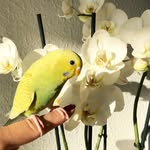 Todd 🐦 Baby 🐥 Kiwi 🥝 Lemon 🍋 - @thefourbudgiiies - Instagram