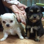 Todd&Leon - @todd_leon - Instagram