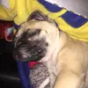 Hi - @toddlindeman - TikTok