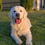 Todd The Golden Lord - @todd_the_golden_lord - Instagram