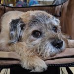 Todd - In Loving Memory🐾❤️ - @toddtheborderterrier - Instagram