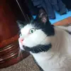 🐈‍⬛️ - @toddjmccloud - TikTok