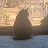🐈‍⬛ - @toddmccloud01 - TikTok