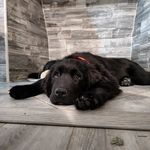 Todd Metzger - @nanaandtobi_newfies - Instagram