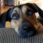 Todd Mickelson - @qwackerbacker - Instagram