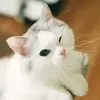 Todd Morales - @user4088081412193 - TikTok