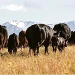 Todd & Angie Nash - @nashnaturalbeef - Instagram