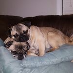 Todd&Nash - @todd.and.nash.the.pugs - Instagram