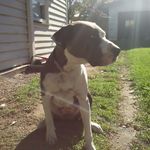 Todd O'Brien - @toddobrien.dogtraining - Instagram