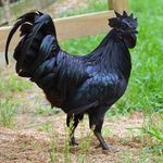 Todd Obrien - @toddobrien12 - Instagram
