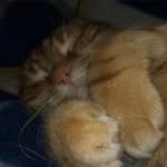 Todd Alen - @todd_the_orange_cat - Instagram