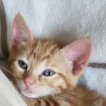 Todd - @hotorangetoddy - Instagram