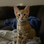 Todd - @orangetabbytodd - Instagram