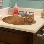 Todd - @todd.theorangecat - Instagram