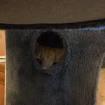 Todd - @todd_the_orangecat - Instagram