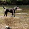 Rusty - @toddparrish7 - TikTok