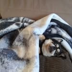 Todd Penney - @life_with_sophia_and_friends - Instagram