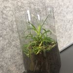 Todd The Plant - @todd.the.plant - Instagram