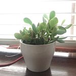 Todd - @todd_the_plant - Instagram