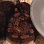 Todd M. Scanlon - @shadow_blade7890 - Instagram