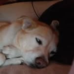 Todd Schipper - @schippertodd - Instagram