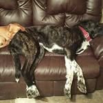 stumpdaddy - @toddreisetter - Instagram