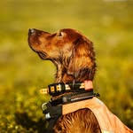 Todd - @irsksettertodd - Instagram