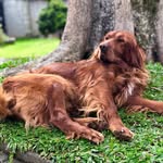 Toddy🦮Luna🐕‍🦺 - @toddy_osetter - Instagram