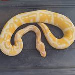 Todd Shaffer - @tristripearmy - Instagram