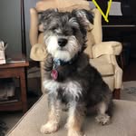 Milo Todd Shank - @milo_shank - Instagram