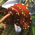 Todd Shoemaker - @reptile.reefer - Instagram
