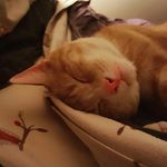 Todd Sisson - @toddly84 - Instagram